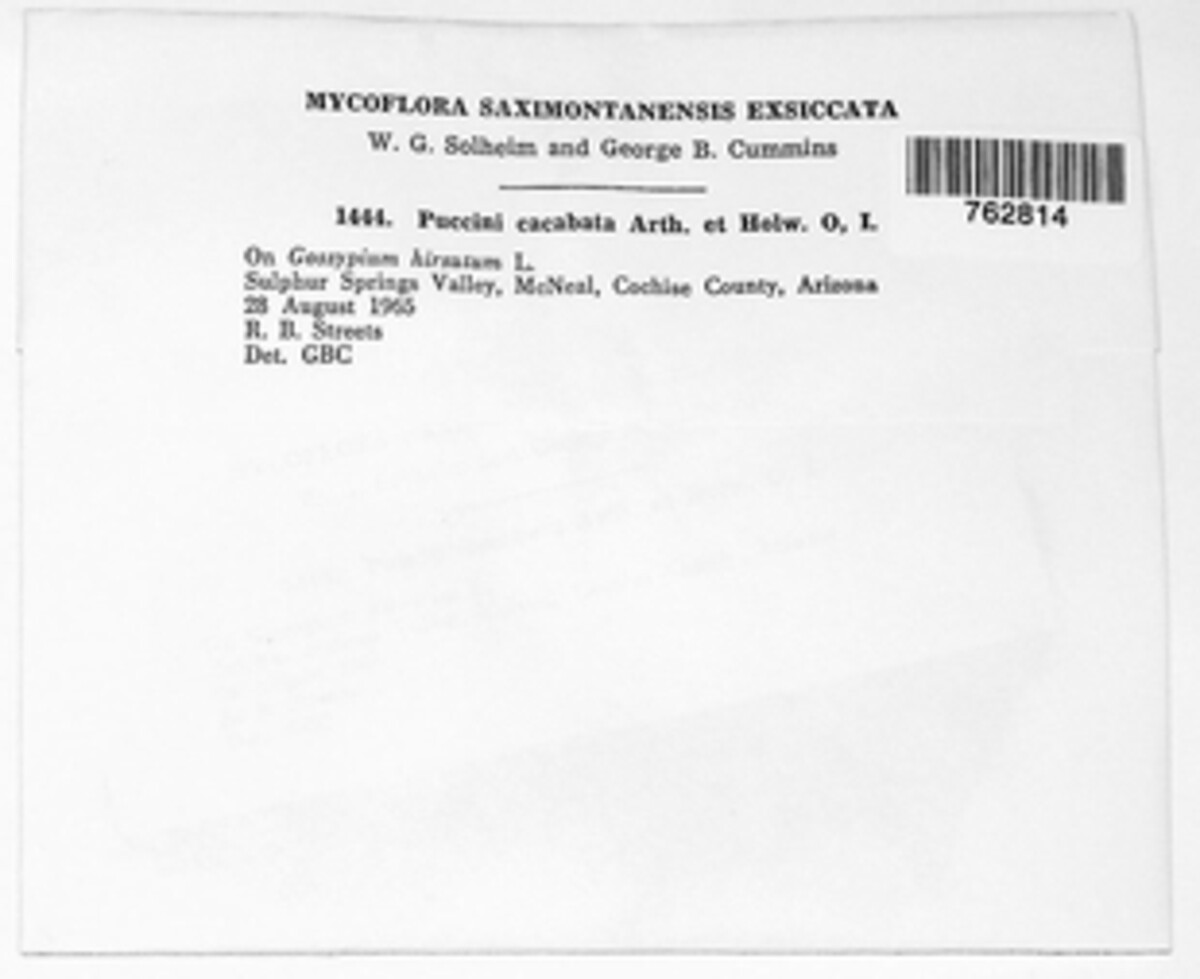 Puccinia cacabata image
